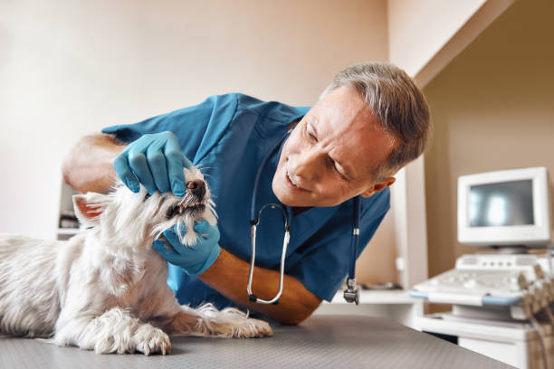 Best Emergency Tooth Extraction in Evergreen, AL